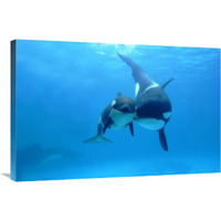 Orca mother and newborn baby, Sea World, Kamogawa, Japan-Canvas Art-36"x24"