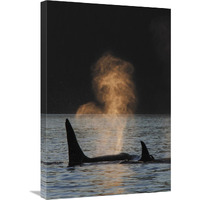 Orca resident pod spouting, Prince William Sound, Alaska-Canvas Art-20&quotx30"