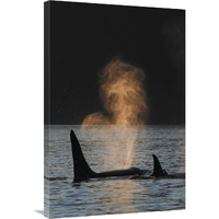 Orca resident pod spouting, Prince William Sound, Alaska-Canvas Art-24&quotx36"