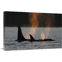 Orca resident pod spouting, Prince William Sound, Alaska-Canvas Art-30"x20"