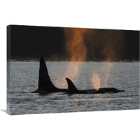 Orca resident pod spouting, Prince William Sound, Alaska-Canvas Art-36"x24"