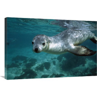 Australian Sea Lion underwater portrait, South Australia-Canvas Art-36"x24"