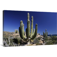 Cardon cacti, Santa Catalina Island, Sea of Cortez, Mexico-Canvas Art-36&quotx24"