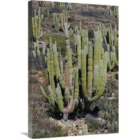 Cardon cacti, Santa Catalina Island, Sea of Cortez, Mexico-Canvas Art-20"x30"