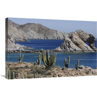 Cardon cacti, Santa Catalina Island, Sea of Cortez, Mexico-Canvas Art-30&quotx20"