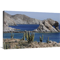 Cardon cacti, Santa Catalina Island, Sea of Cortez, Mexico-Canvas Art-36"x24"