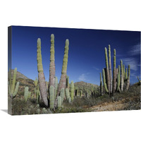 Cardon cacti, Santa Catalina Island, Sea of Cortez, Mexico-Canvas Art-30"x20"