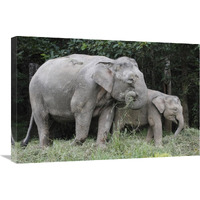 Asian Elephant mother and baby eating grass, Saba, Malaysia-Canvas Art-30"x20"