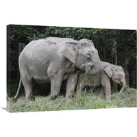 Asian Elephant mother and baby eating grass, Saba, Malaysia-Canvas Art-36&quotx24"