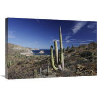 Cardon cactus, Santa Catalina Island, Sea of Cortez, Mexico-Canvas Art-30"x20"