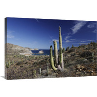 Cardon cactus, Santa Catalina Island, Sea of Cortez, Mexico-Canvas Art-36"x24"