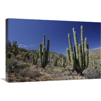 Cardon cacti in desert landscape, Santa Catalina Island, Mexico-Canvas Art-30"x20"