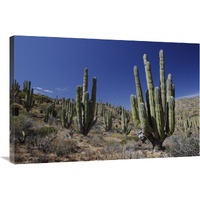 Cardon cacti in desert landscape, Santa Catalina Island, Mexico-Canvas Art-36"x24"