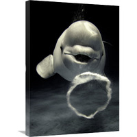 Beluga whale blowing toroidal bubble ring, Shimane Aquarium, Japan-Canvas Art-21"x30"