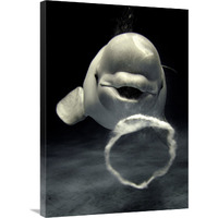 Beluga whale blowing toroidal bubble ring, Shimane Aquarium, Japan-Canvas Art-25.2&quotx36"