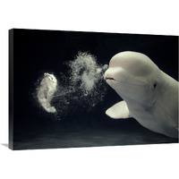 Beluga whale blowing toroidal bubble ring, Shimane Aquarium, Japan-Canvas Art-36"x25.2"