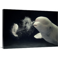 Beluga whale blowing toroidal bubble ring, Shimane Aquarium, Japan-Canvas Art-40"x28"