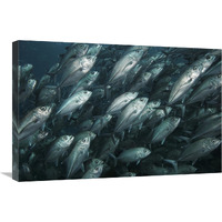 Bigeye Trevally school swimming off Sipadan Island, Celebes Sea, Borneo-Canvas Art-30"x20"