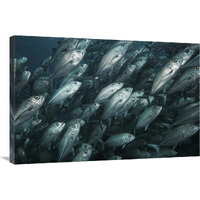 Bigeye Trevally school swimming off Sipadan Island, Celebes Sea, Borneo-Canvas Art-36&quotx24"