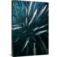 Chevron Barracuda school, Sipadan Island, Celebes Sea, Borneo, Malaysia-Canvas Art-20&quotx30"