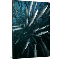 Chevron Barracuda school, Sipadan Island, Celebes Sea, Borneo, Malaysia-Canvas Art-24&quotx36"