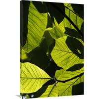 Rainforest leaves showing sunlight and shadow patterns, Borneo, Malaysia-Canvas Art-24&quotx36"