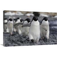 Adelie Penguin group marching to colony, Antarctic Peninsula, Antarctica-Canvas Art-30"x20"