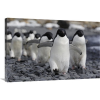 Adelie Penguin group marching to colony, Antarctic Peninsula, Antarctica-Canvas Art-36"x24"