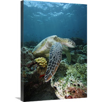 Green Sea Turtle on coral reef, endangered, Sipadan Island, Celebes Sea, Borneo-Canvas Art-20"x30"