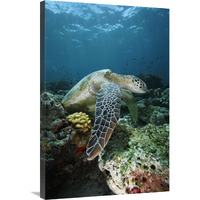 Green Sea Turtle on coral reef, endangered, Sipadan Island, Celebes Sea, Borneo-Canvas Art-24"x36"