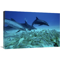 Atlantic Spotted Dolphin trio predating on school of snappers, Bahamas, Caribbean-Canvas Art-30"x20"