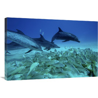 Atlantic Spotted Dolphin trio predating on school of snappers, Bahamas, Caribbean-Canvas Art-36&quotx24"