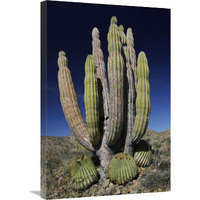 Cardon cactus with other cacti at base, Santa Catalina Island, Sea of Cortez, Mexico-Canvas Art-20"x30"