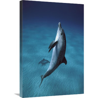 Atlantic Spotted Dolphin pair swimming underwater, Little Bahama Bank, Bahamas, Caribbean-Canvas Art-20"x30"