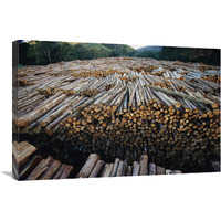 Gum Tree lumber, the world"s biggest source of Eucalyptus pulp for paper, Atlantic forest, Brazil-Canvas Art-30"x20"