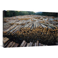 Gum Tree lumber, the world"s biggest source of Eucalyptus pulp for paper, Atlantic forest, Brazil-Canvas Art-36"x24"