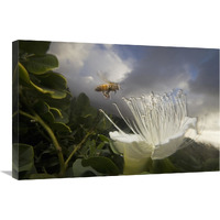 Honey Bee approaching rare Maiapilo flower, Kauai, Hawaii-Canvas Art-30"x20"