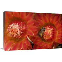 Cactus Bee feeding on barrel cactus nectar, Tucson, Arizona-Canvas Art-30"x20"