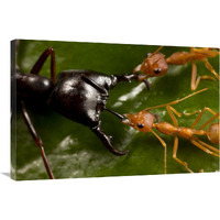 Weaver Ant pair defending against Driver Ant attack, Africa-Canvas Art-36&quotx24"