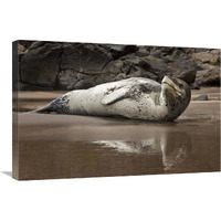 Leopard Seal on Otanerito Beach, New Zealand-Canvas Art-30&quotx20"