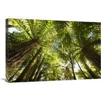 Tree Fern forest near Haast Pass, New Zealand-Canvas Art-30"x20"