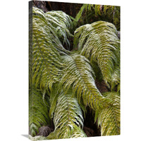 Kiokio covered in frost, Okarito, Westland National Park, west coast, New Zealand-Canvas Art-20"x30"