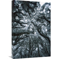 Autumn snow on Beech trees, Routeburn Track, Mt Aspiring National Park, New Zealand-Canvas Art-20&quotx30"