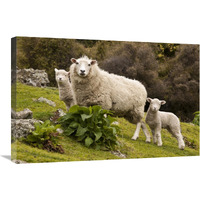 Domestic Sheep with twin lambs, Stony Bay, Banks Peninsula, Canterbury, New Zealand-Canvas Art-30"x20"