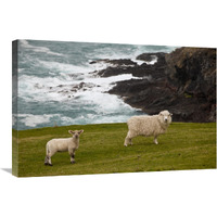 Domestic Sheep and lamb near cliff edge, Stony Bay, Banks Peninsula, Canterbury, New Zealand-Canvas Art-30"x20"