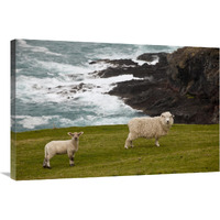 Domestic Sheep and lamb near cliff edge, Stony Bay, Banks Peninsula, Canterbury, New Zealand-Canvas Art-36"x24"