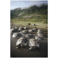 Galapagos Giant Tortoise wallowing in seasonal pool, Alcedo Volcano, Galapagos-Paper Art-22"x32"