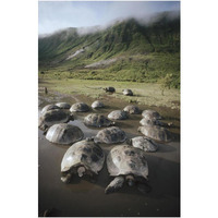 Galapagos Giant Tortoise wallowing in seasonal pool, Alcedo Volcano, Galapagos-Paper Art-26"x38"