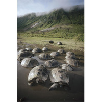 Galapagos Giant Tortoise wallowing in seasonal pool, Alcedo Volcano, Galapagos-Paper Art-42"x62"