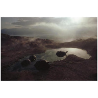 Galapagos Giant Tortoise wallowing in pool at sunrise, Alcedo Volcano, Galapagos-Paper Art-32&quotx22"